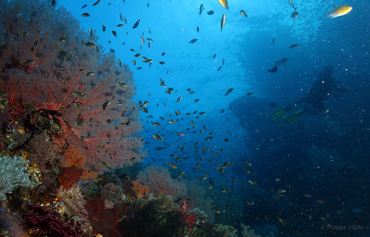 Raja Ampat 2016 - Corail - Ambiance - IMG_5138_rc.jpg